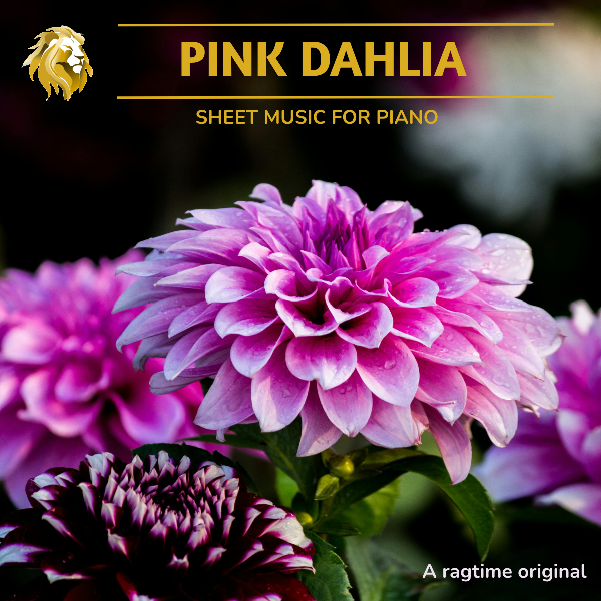 Pink dahlia cover